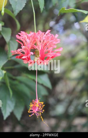 Worawari appesi o hibiscus appesi (Hibiscus schizopetalus) che fioriscono con uno sfondo sfocato Foto Stock