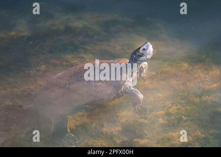 nuota tartaruga in un fiume, ruscello con la testa sopra l'acqua Foto Stock