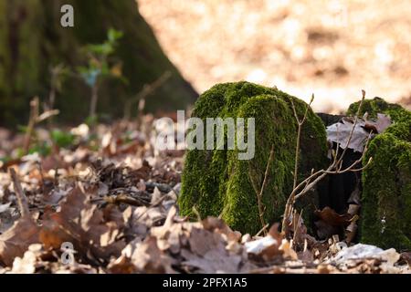 Vecchio albero moncone coperte di muschio Foto Stock