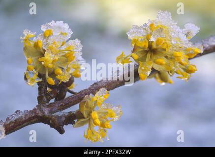 Un ramo fiorito di dogwood di ciliegio corneliano all'inizio della primavera, noto anche come Cornus mas variegata, primo piano dei fiori circondati da ghiaccio sciolto c Foto Stock