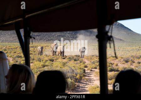 Elefante africano in un safari, Aquila Private Game Reserve, Sud Africa Foto Stock