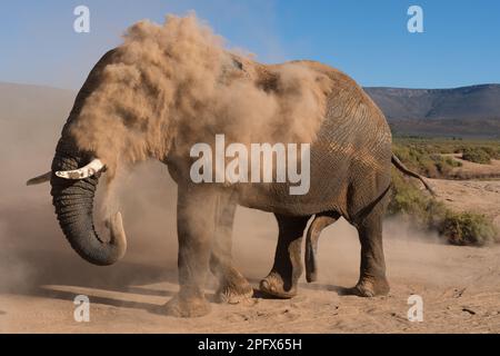 Elefante africano con bagno di polvere Foto Stock