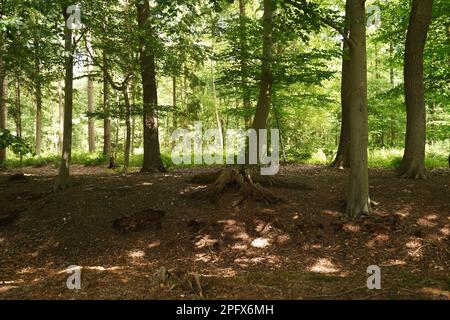 Fascio di sole nel bellissimo parco Foto Stock
