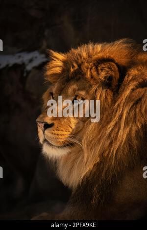 Primo piano Gold Portrait of Lion in Zoo. Bello maschio Panthera Leo con Furry Mane in Giardino Zoologico. Foto Stock