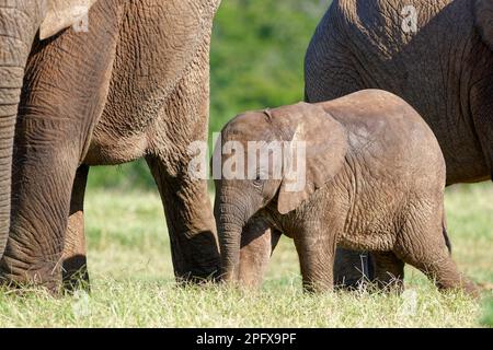 Elefanti africani di cespuglio (Loxodonta africana), elefante maschio tra mandria, foraggio, Addo Elephant National Park, Capo orientale, Sudafrica, Africa Foto Stock