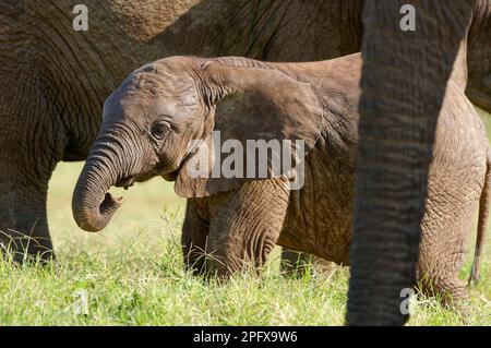 Elefante africano (Loxodonta africana), elefante maschio tra gregge in erba, foraggio, Addo Elephant National Park, Capo orientale, Sudafrica, Foto Stock