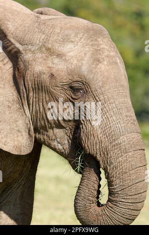 Elefante africano (Loxodonta africana), nutrimento su erba, primo piano della testa, Addo Elephant National Park, Eastern Cape, Sudafrica, Africa Foto Stock