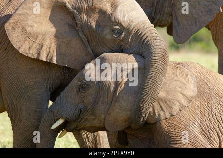 Elefanti africani del cespuglio (Loxodonta africana), due giovani elefanti che giocano, mostra di affetto, Addo Elephant National Park, Capo orientale, Sudafrica Foto Stock