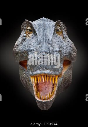 Ricostruzione Tyrannosaurus, ritratto T Rex, vista testa su viso Foto Stock