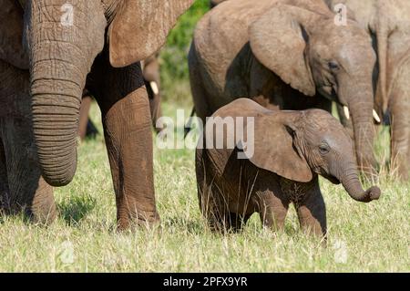 Elefanti africani del cespuglio (Loxodonta africana), femmina adulta con nutrimento di elefanti sull'erba, Addo Elephant National Park, Eastern Cape, Sudafrica Foto Stock