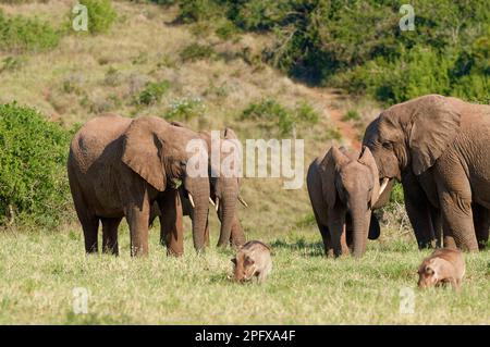 Elefanti africani di cespuglio (Loxodonta africana), mandria con nutrimento giovane su erba, due comuni warthog nella parte anteriore, Addo Elephant National Park, Foto Stock