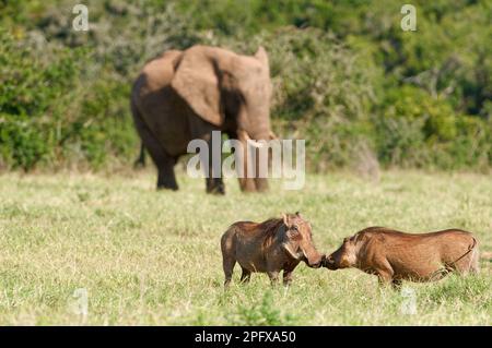 Lunghie comuni (Phacochoerus africanus), due muso adulti da muso a muso, che si misurano a vicenda nella prateria, elefante africano adulto nella schiena, Addo NP, Foto Stock