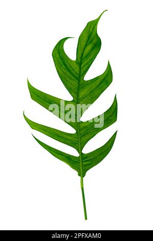 giungla tropicale monstera foglie isolate su uno sfondo bianco Foto Stock
