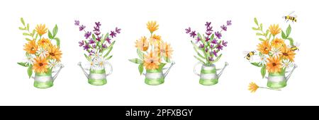 Set acquerello Lavanda Clipart. Un bouquet di lavanda in un annaffiatoio metallico. Composizione di fiori di lavanda e camomilla, girasoli. Foto Stock