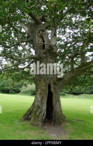 Antica quercia nel parco nazionale di Killarney, Irlanda Foto Stock