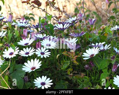 Dimorphotheca ecklonis, conosciuto anche come Capo marguerite e margherite africana. Foto Stock