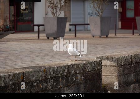 Un gabbiano posteriore di tre quarti guarda giù per una strada in un porto. Foto Stock