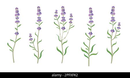 Lavanda in acquerello stile vettoriale set di illustrazioni Illustrazione Vettoriale