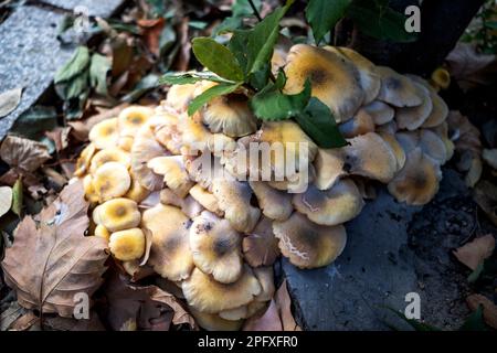 In città, i funghi crescono lungo il bordo dei sentieri. La stagione dei funghi è iniziata in autunno . Primo piano Foto Stock