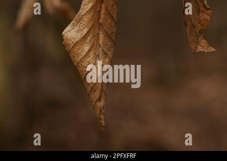 Foglie di faggio rugosa marrone appese al ramo della foresta Foto Stock