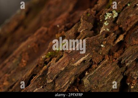 Primo piano di un vecchio ceppo di albero marcio nella foresta Foto Stock