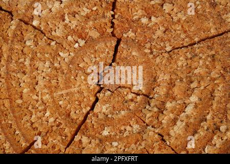 Sfondo di un tronco di pino segato con anelli di età e crepe Foto Stock