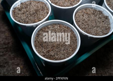 Verdure appena seminate in tazze di plastica a casa Foto Stock