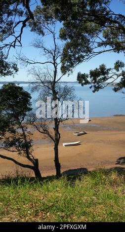 Vista dal nostro punto panoramico attraverso gli alberi fino alle barche che riposano sulla sabbia con la bassa marea. Redland Bay, Queensland, Australia Foto Stock