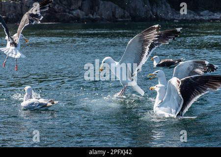 Gabbiani marini che combattono a piedi in mare Foto Stock