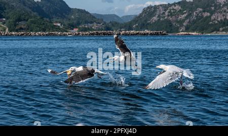 Gabbiani marini che combattono a piedi in mare Foto Stock