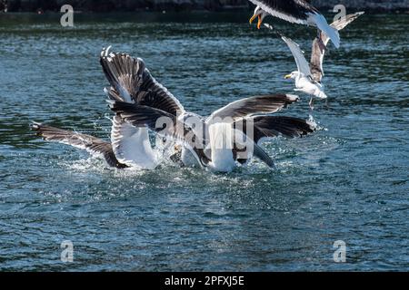 Gabbiani marini che combattono a piedi in mare Foto Stock