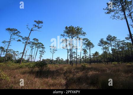 Vista dal basso di Khasiya Pine con cielo blu chiaro. Si tratta di un grande stelo diritto perenne. Foto Stock