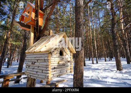 Birdhouse per uccelli e scoiattoli nella pineta invernale Foto Stock