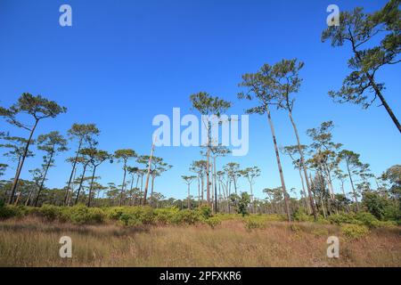 Vista dal basso di Khasiya Pine con cielo blu chiaro. Si tratta di un grande stelo diritto perenne. Foto Stock