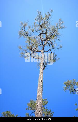 Vista dal basso di Khasiya Pine con cielo blu chiaro. Si tratta di un grande stelo diritto perenne. Foto Stock