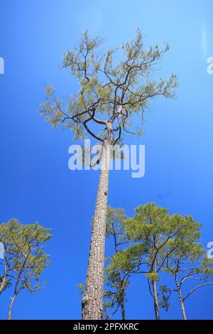 Vista dal basso di Khasiya Pine con cielo blu chiaro. Si tratta di un grande stelo diritto perenne. Foto Stock