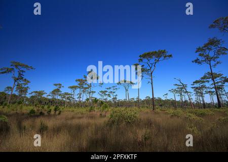 Vista dal basso di Khasiya Pine con cielo blu chiaro. Si tratta di un grande stelo diritto perenne. Foto Stock