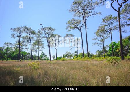 Vista dal basso di Khasiya Pine con cielo blu chiaro. Si tratta di un grande stelo diritto perenne. Foto Stock