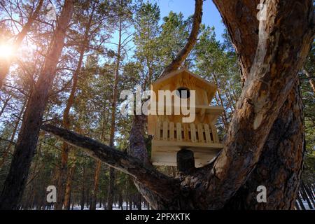 Birdhouse per uccelli e scoiattoli nella pineta invernale Foto Stock