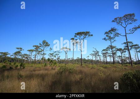 Vista dal basso di Khasiya Pine con cielo blu chiaro. Si tratta di un grande stelo diritto perenne. Foto Stock