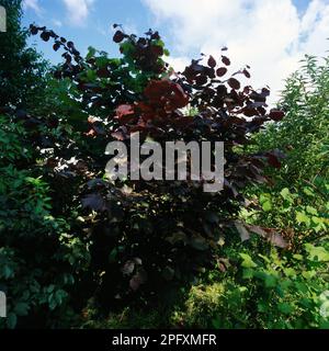 Hazel Bush "Majestic Rosso" in Garden Surrey Inghilterra Foto Stock