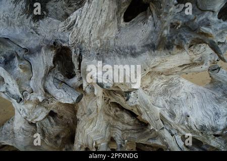 Vista ravvicinata delle radici di un albero caduto, che rivela le linee di superficie e le ripetizioni Foto Stock