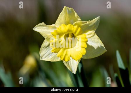 Singolo fiore giallo brillante daffodil con uno sfondo sfocato. Segno classico di primavera. Foto Stock