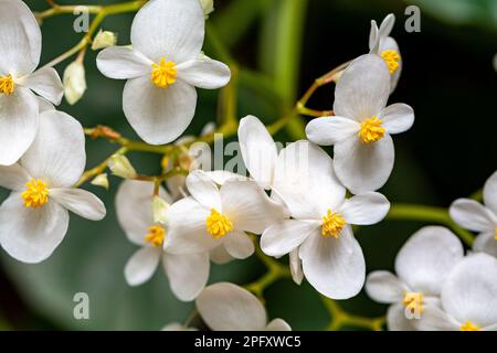 Begonia in primavera fiorisce con fiori bianchi molto delicati. Semperflorence Super Olympia White. Foto Stock