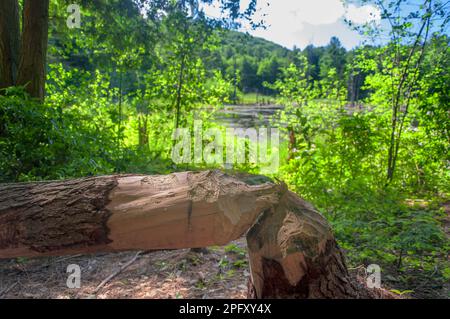 Un albero abbattuto da un castoro in un ecosistema paludoso all'interno del parco statale Sunnybrook a torrington connecticut in una giornata estiva assolata. Foto Stock