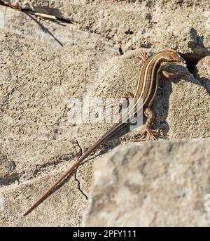 La lucertola di skink dalla coda blu si trovava su una roccia di pietra nel giardino rurale di campagna dove si prendisole Foto Stock