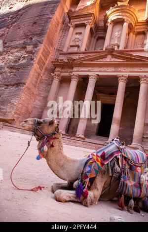 Cammello vicino a Petra al Khazneh (il tesoro) siti archeologici in Giordania. Foto Stock