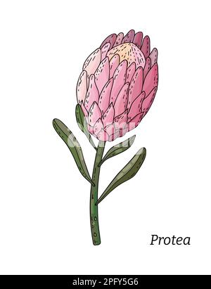 Rappresentazione vettoriale realistica disegnata a mano di germogli di fiori di protea inaperti. Fiore tropicale protea in fiore. Illustrazione Vettoriale