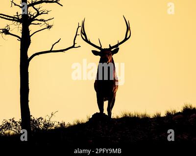 Una silhouette di un alce maestoso su una montagna durante il tramonto Foto Stock