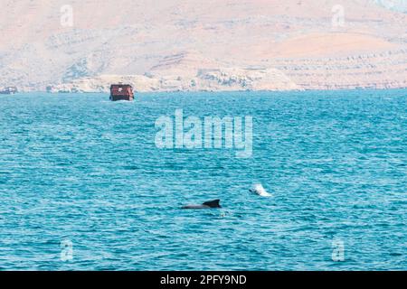 Dolphin avvistato durante il tour in crociera nella baia del golfo persico di Oman. Isola di Mirellas. Musandam Foto Stock